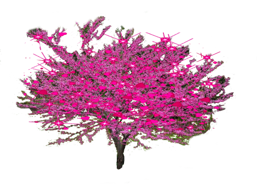 Japanese Lilac Tree13