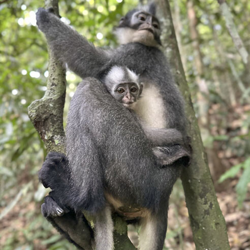 3 Hours Wildlife Treks