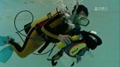 https://s14.gifyu.com/images/bHKpN.gif