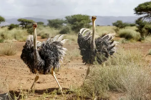 id5841388 gettyimages 2209518598