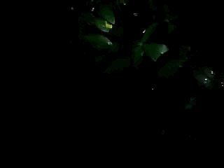 bHPgF.gif