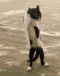 https://s14.gifyu.com/images/bHkCY.gif