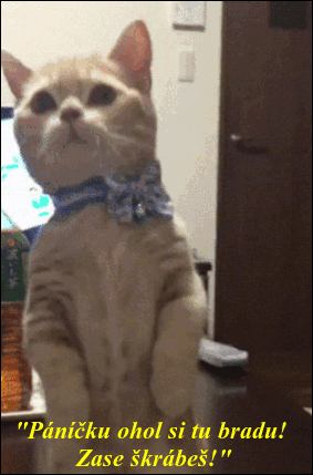 bKAye.gif
