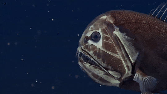https://s14.gifyu.com/images/bKCae.gif