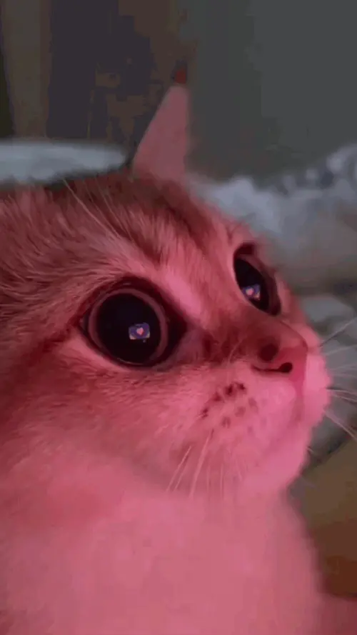 tumblr 696b895aa1765a471f4c8a512a74a097 50f2d3bd 640