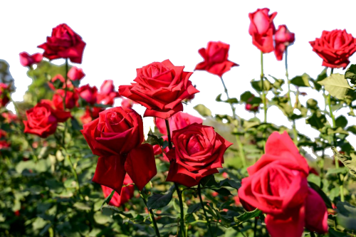 rose1
