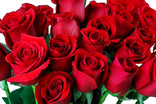 rose 2