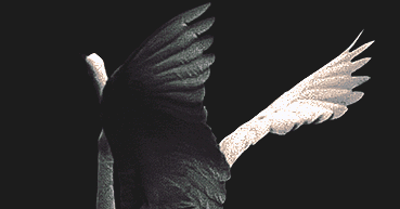 0rn2.gif