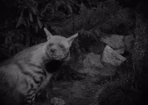 tumblr 1ce2c13837a00c6689b96c1142419505 2a96f8d5 1280 ezgif.com resize