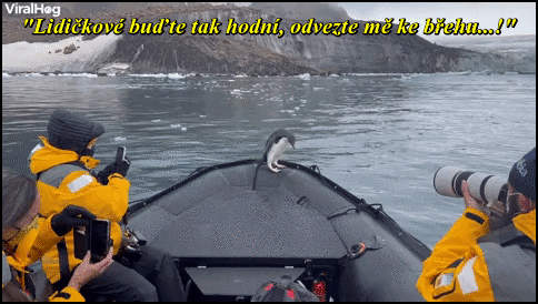 bNIYT.gif