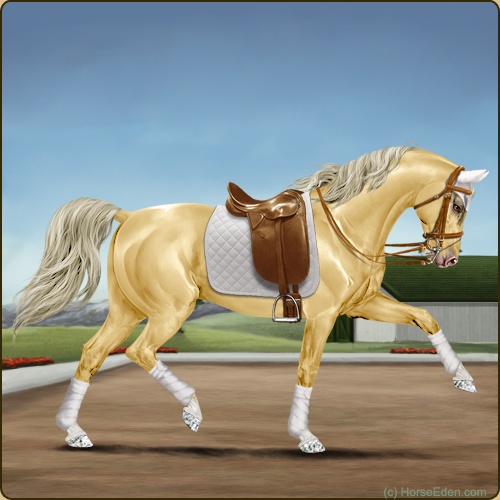 1. Dressage set