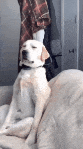 dog sleepy