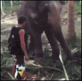 bNlEC.gif