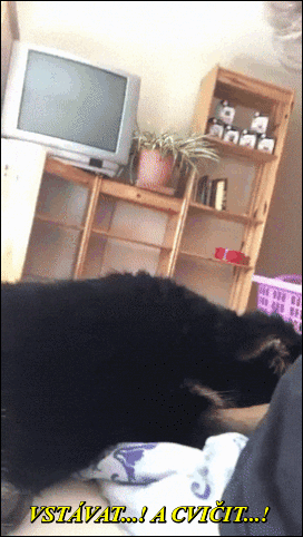 bNmpK.gif