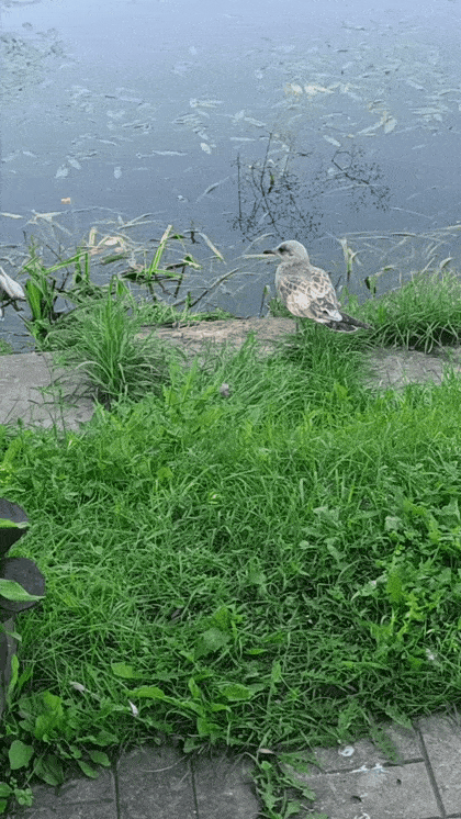 bNqCr.gif