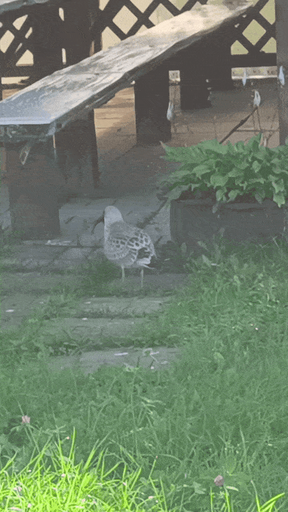 bNqCt.gif
