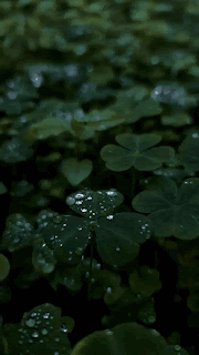 bNwCu.gif