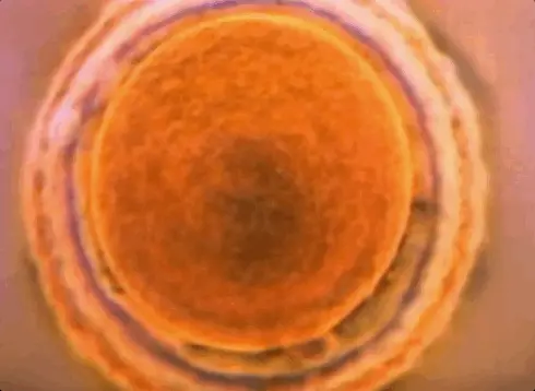 tumblr e99c1f69fcb169eb261def8dc4773fb5 3fc77959 500