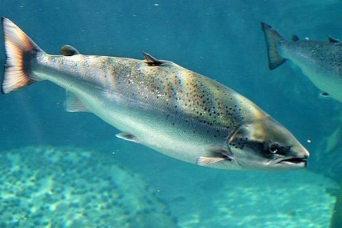 Fresh Salmon