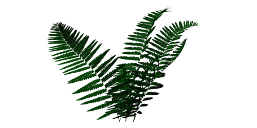 fernextragreendark zpswg0ylw3v