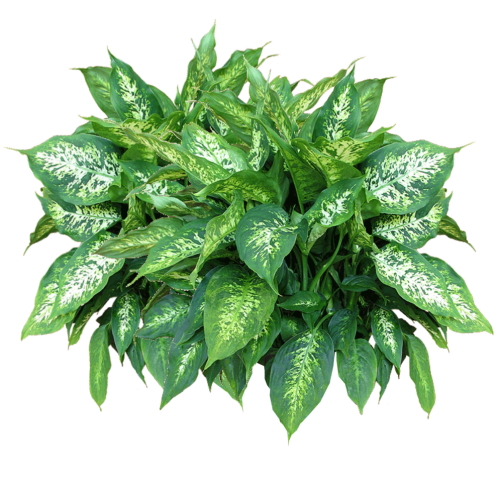 Green plant55