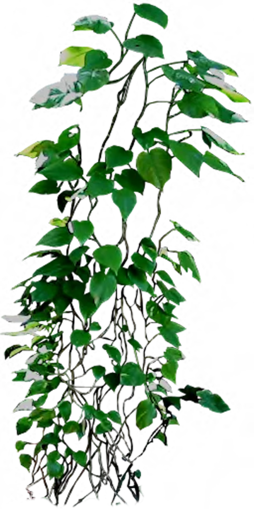 climbing philodendron zpskj7shlsv