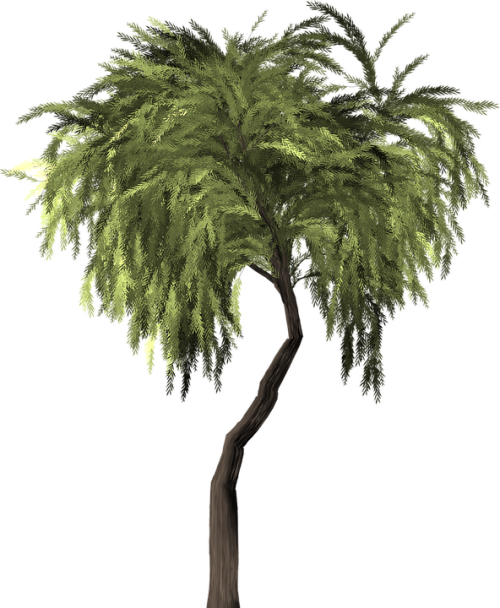 green tree put on alpha tree