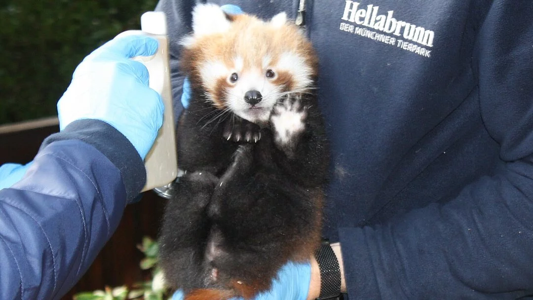 Tim Greater Zoo Red Cross