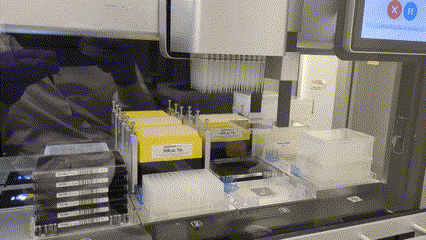 pipettinggif