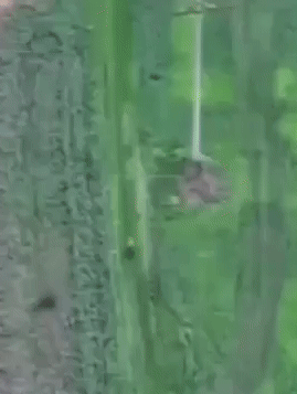 bskMG.gif
