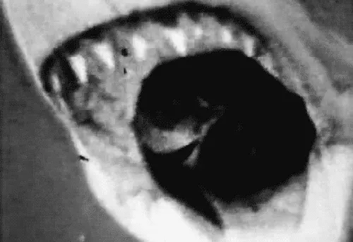 tumblr 712acffc711514357a58e951b7b15c4c cc5d3122 500