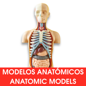 Modelos Anatómicos