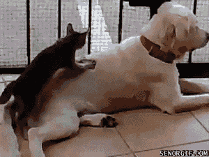https://s14.gifyu.com/images/bxCRu.gif