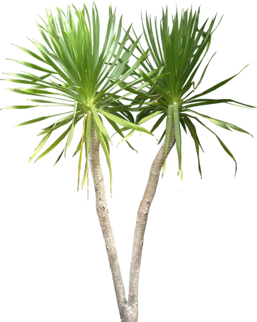 greenish tree1