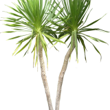 bxOs5