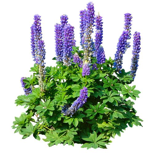 purple flowers1