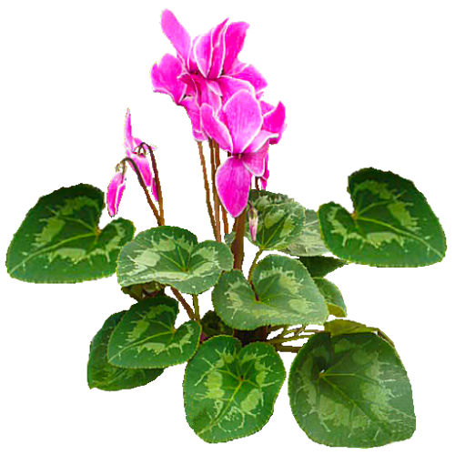 pinkish flower1