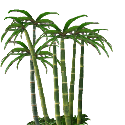 bamboo tall