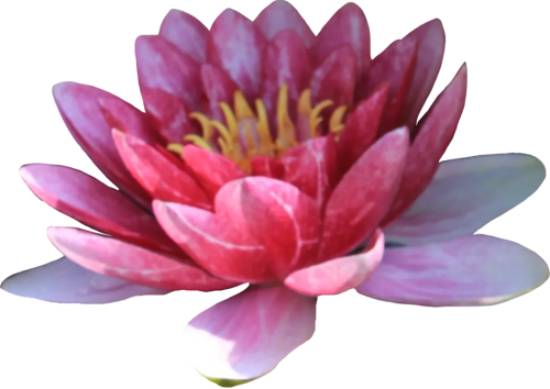 pink waterlily