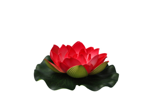 red water lily