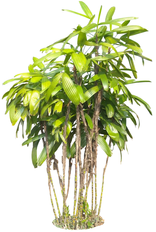 bamboo tree