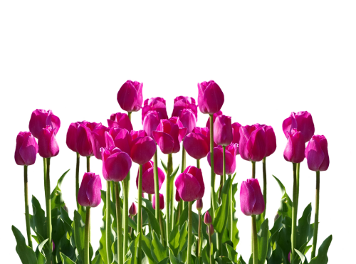 red tulips