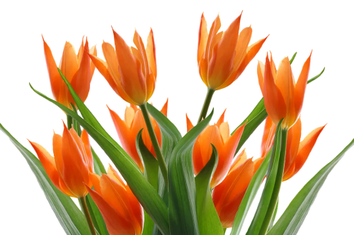 Tulips 1
