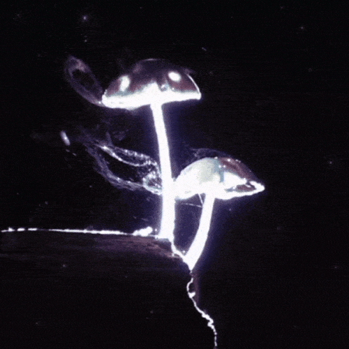 https://s14.gifyu.com/images/bxWcu.gif