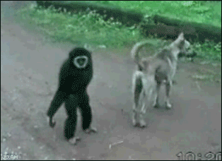https://s14.gifyu.com/images/bxaDt.gif