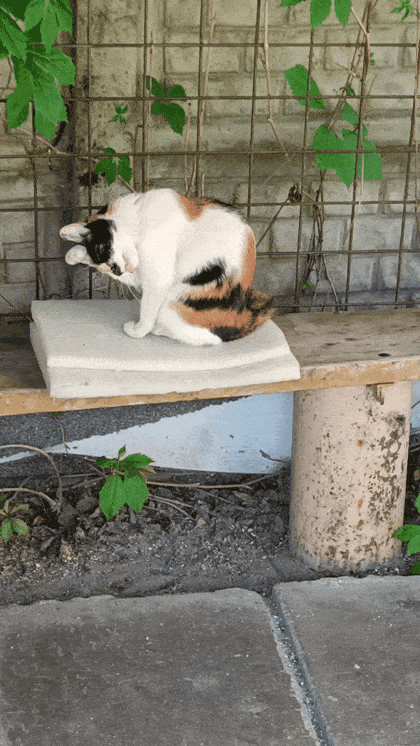 bxikJ.gif