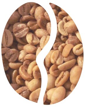 Arabica Gayo