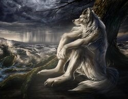 wolf